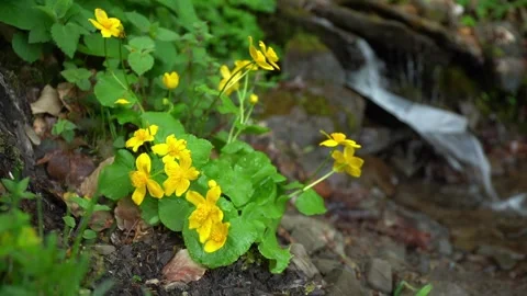 Yellow flowers bloom by a small stream in a forest during springtime Video stock 327139267