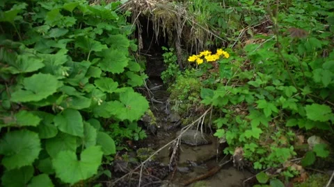 Yellow flowers bloom by a small stream in a forest during springtime Stock Footage 328095294
