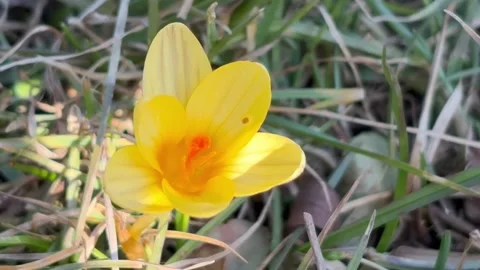 Yellow flowers bloomed in the field Stock Footage 304609560