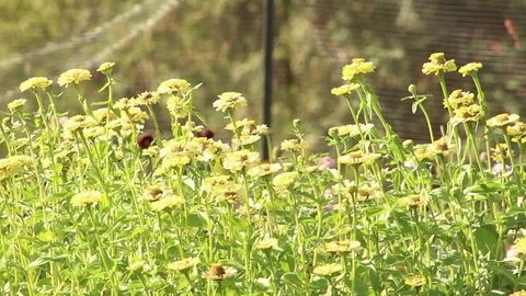 Yellow flowers Bloomed Stock Footage 118995777
