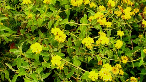 Yellow Flowers Blooming 4K Stock Footage 201293357