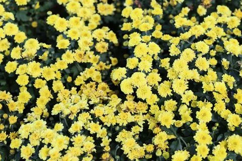 Yellow flowers blooming in the backyard. Stock Photos