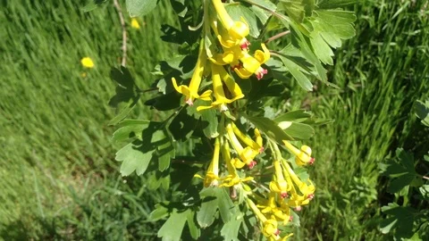 Yellow Flowers Of Blooming Black Currant Ribes nigrum On The Wind &amp; Grass Stock Footage 89753553