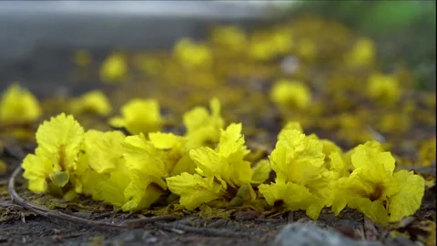 Yellow Flowers Blooming Close-Up with Soft Bokeh Video stock 336048080
