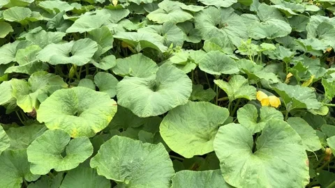 Yellow Flowers Blooming on Pumpkin Patch Видео 340340712