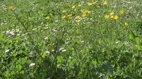 Yellow flowers blooming in springtime, caressed by the wind. Stock-Footage 75976690