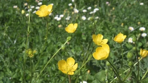 Yellow flowers blooming in springtime, caressed by the wind. Stock-Footage 76462136