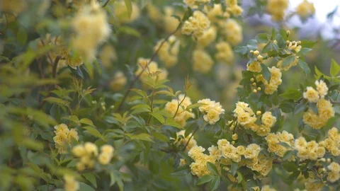 Yellow flowers blooming on thin branches Vidéo 87119797
