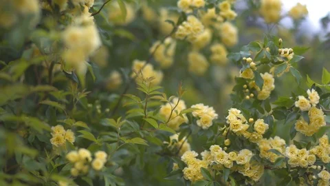 Yellow flowers blooming on thin branches Stock Footage 87121014