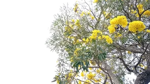 Yellow flowers blooming on the tree Stock Footage 137286557