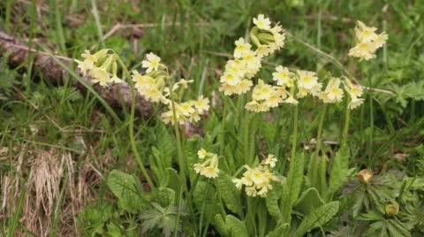 Yellow flowers blow in the wind. Time lapse. Stock Footage 68310345