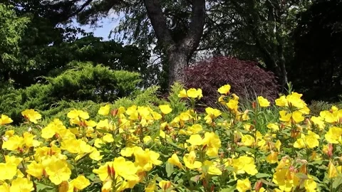 Yellow flowers blowing 스톡 동영상 240343417
