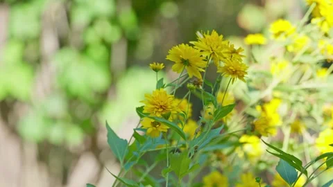 Yellow flowers blowing in gentle wind outdoors Vídeo Stock 345719965