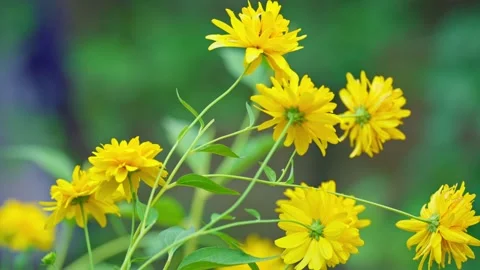 Yellow flowers blowing in gentle wind outdoors Vídeo Stock 345720714