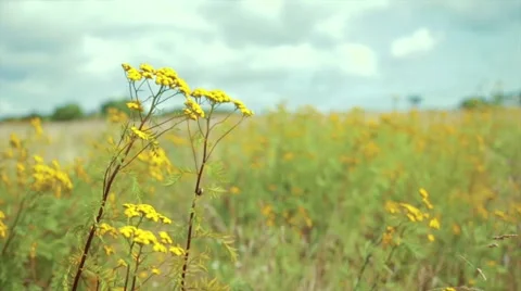 YELLOW FLOWERS BLOWING IN WIND Stock Footage 56355800