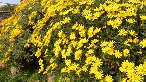 Yellow flowers blowing in the wind Stock Footage 74603844