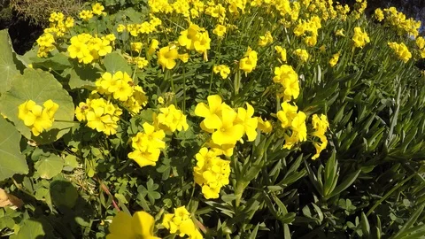 Yellow Flowers blowing in the wind Stock Footage 102484698