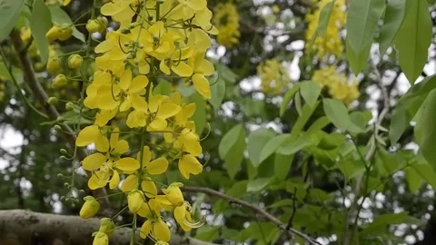 Yellow flowers blowing with the wind Stock Footage 141806903