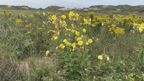 Yellow flowers blowing in the wind Vidéo 279596982