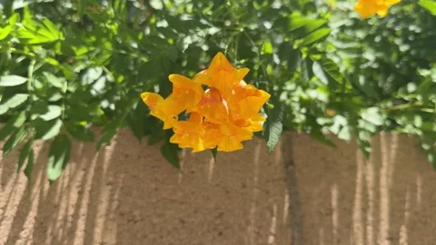 Yellow Flowers Blowing in the Wind Video stock 341855183