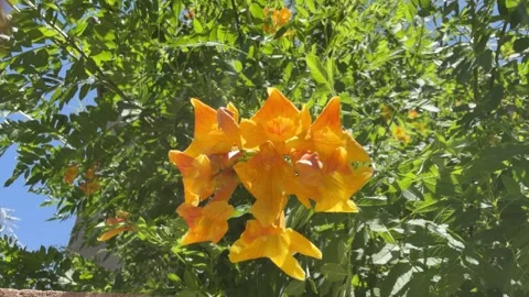 Yellow Flowers Blowing in the Wind Vídeo Stock 341855194