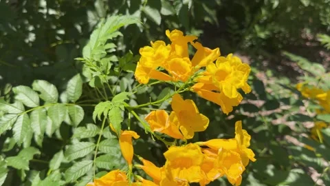 Yellow Flowers Blowing in the Wind Vídeo Stock 341855201