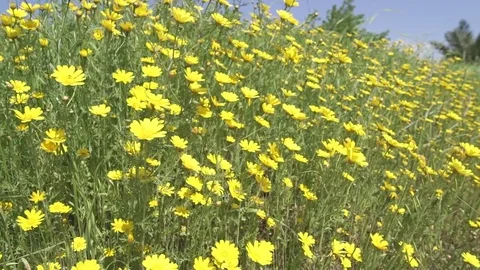 Yellow flowers blowing in the wind in a warm day Stock Footage 81860435