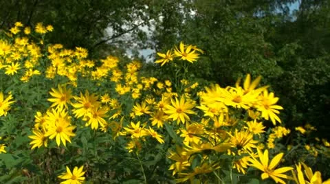 Yellow Flowers Blown by wind HD Stock Footage 12084361