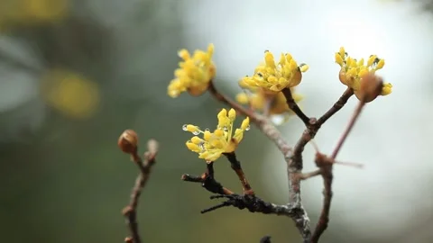 Yellow flowers on a branch Stock Footage 310156600