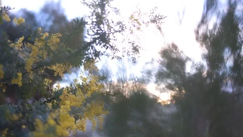 Yellow flowers on a branch of tree Video stock 87120749