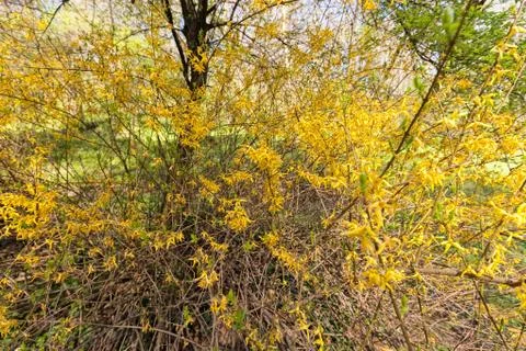 Yellow flowers on a branches Stock Photos