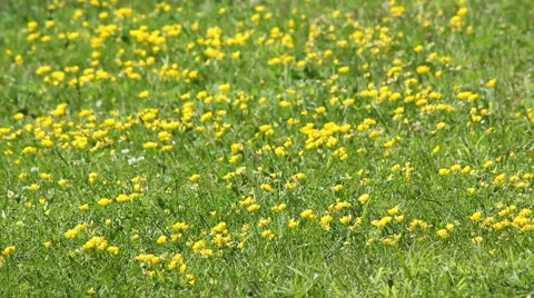 Yellow Flowers in the Breeze Stock Footage 52794396