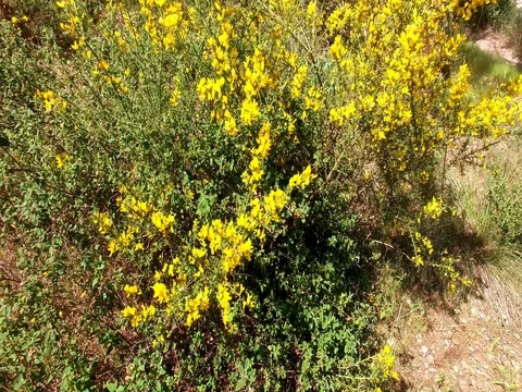 Yellow flowers on the bush 스톡 동영상 73626475