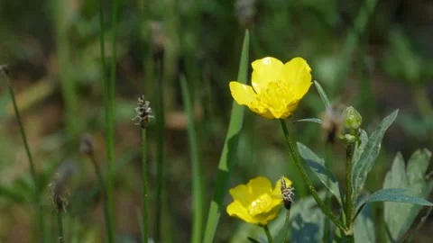 Yellow flowers  buttercup close-up Stock Footage 142274009