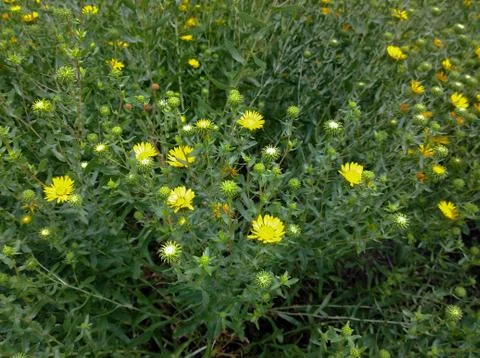 Yellow flowers in the clearing Stock Photos