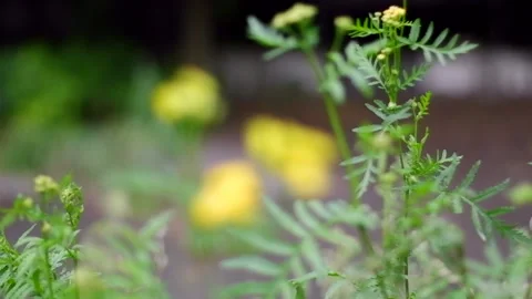 Yellow flowers close up blur Video stock 158700716