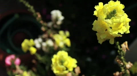 Yellow Flowers Close Stock Footage 738111