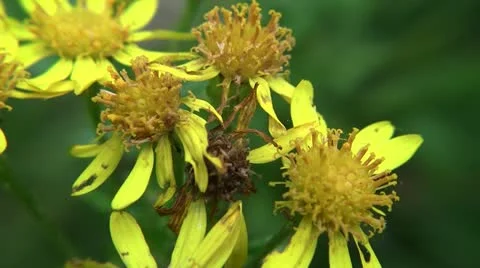 Yellow flowers close up Video stock 12424790