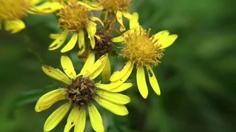 Yellow flowers close up Video stock 12424852