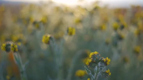 Yellow flowers close up Stock Footage 106214685