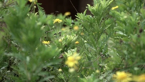 Yellow flowers close up Stock Footage 128251917