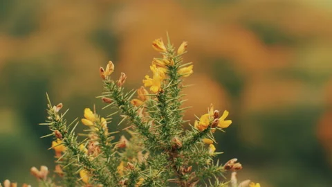 Yellow flowers close up Stock Footage 130259987