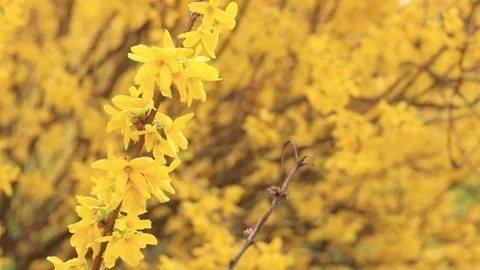 Yellow flowers close up Stock-Footage 238399624