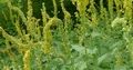 Yellow flowers close up at hill and white butterfly in botanical garden 4k or 4k+ Resolution