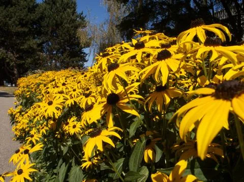 Yellow flowers close up 스톡 사진