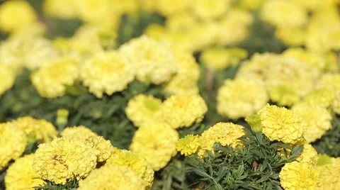 Yellow flowers close up shot Stock Footage 52858090