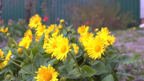 Yellow flowers close up swaying in the wind Stock Footage 129747716