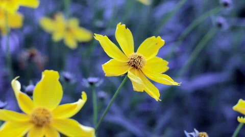 Yellow flowers, closeup Stock Footage 783723