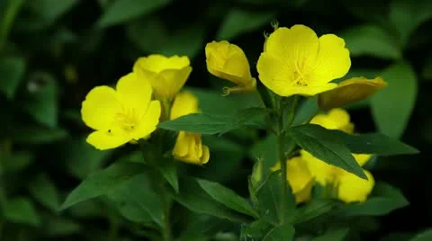 Yellow Flowers Closing Stock Footage 10839183