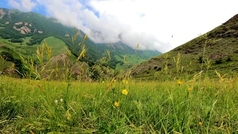 Yellow flowers closing timelapse 24 30 FPS Stock Footage 157732076